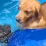 プールで泳ぐ男性→『溺れている！』と勘違いした大型犬が、危険を察して…『まさかの行動』が可愛すぎると反響「心配なんだね」「優しすぎ」(ブログ)