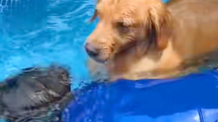 プールで泳ぐ男性→『溺れている！』と勘違いした大型犬が、危険を察して…『まさかの行動』が可愛すぎると反響「心配なんだね」「優しすぎ」(ブログ)