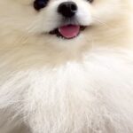 なぜか臭うので『オナラした？』と犬に聞いた結果→突然、笑顔が消えて…まさかの『逆ギレ』に爆笑「たまらんｗｗ」「人間の言葉わかってる」(ブログ)