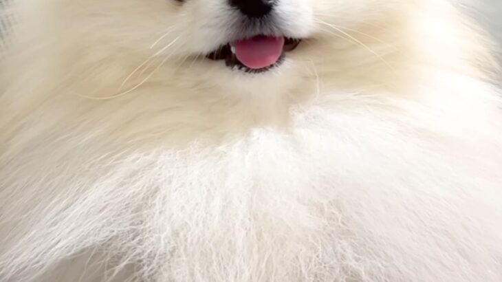 なぜか臭うので『オナラした？』と犬に聞いた結果→突然、笑顔が消えて…まさかの『逆ギレ』に爆笑「たまらんｗｗ」「人間の言葉わかってる」(ブログ)