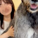 『本当に子犬…？』まだ生後6ヶ月の子犬→AIを疑うほどの『衝撃的なデカさ』に1万いいね集まる「まだ大きくなるのヤバい」「凄すぎるｗｗ」(ブログ)