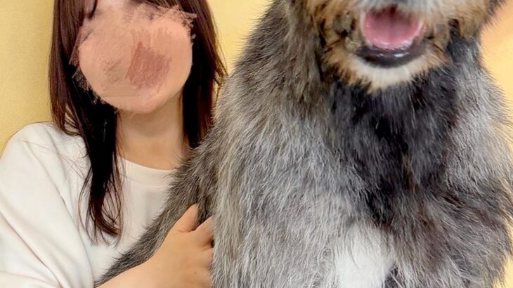 『本当に子犬…？』まだ生後6ヶ月の子犬→AIを疑うほどの『衝撃的なデカさ』に1万いいね集まる「まだ大きくなるのヤバい」「凄すぎるｗｗ」(ブログ)