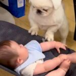 赤ちゃんが転がるバウンサーに犬が乗ってしまった結果→『泣いてしまうかな』と思ったら…『予想外の光景』が58万再生「涙出た」「保育士さん」(ブログ)