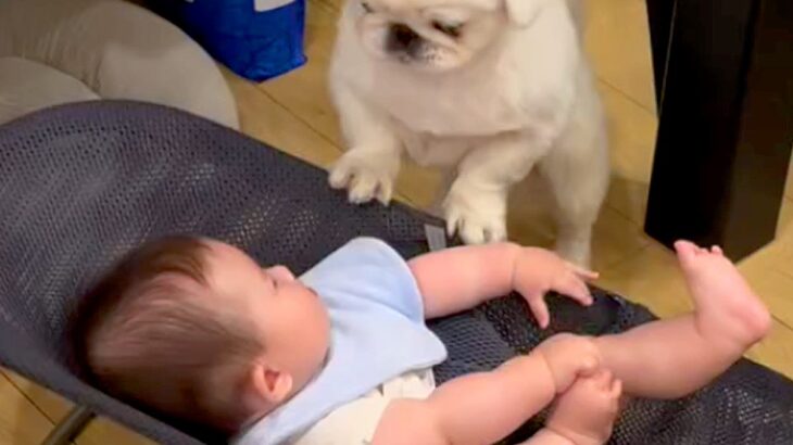 赤ちゃんが転がるバウンサーに犬が乗ってしまった結果→『泣いてしまうかな』と思ったら…『予想外の光景』が58万再生「涙出た」「保育士さん」(ブログ)
