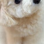 『犬が首をかしげる音』を聞かせた結果→思った以上に反応して…吹っ飛んでいきそうな『想像以上の動き方』が66万再生「可愛すぎ」「あざとい」(ブログ)