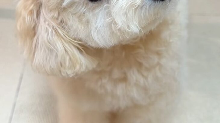『犬が首をかしげる音』を聞かせた結果→思った以上に反応して…吹っ飛んでいきそうな『想像以上の動き方』が66万再生「可愛すぎ」「あざとい」(ブログ)