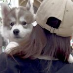 軽々と抱っこされる赤ちゃん犬→10ヶ月後に『同じ場所で撮影した』結果…もはや別犬のような『成長』に8万いいね「凄い」「自認赤ちゃんｗ」(ブログ)