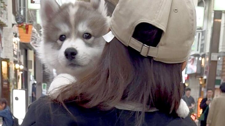 軽々と抱っこされる赤ちゃん犬→10ヶ月後に『同じ場所で撮影した』結果…もはや別犬のような『成長』に8万いいね「凄い」「自認赤ちゃんｗ」(ブログ)