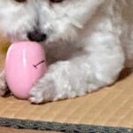 『絶対に取られたくない』おもちゃを離さない犬→顔を見てみると…あまりにも悪すぎる『衝撃の表情』に1万いいね「ヤバすぎて草」「好きｗｗ」(ブログ)