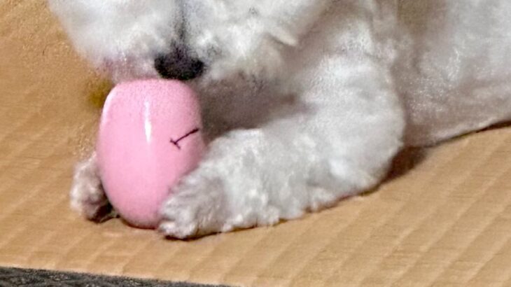 『絶対に取られたくない』おもちゃを離さない犬→顔を見てみると…あまりにも悪すぎる『衝撃の表情』に1万いいね「ヤバすぎて草」「好きｗｗ」(ブログ)