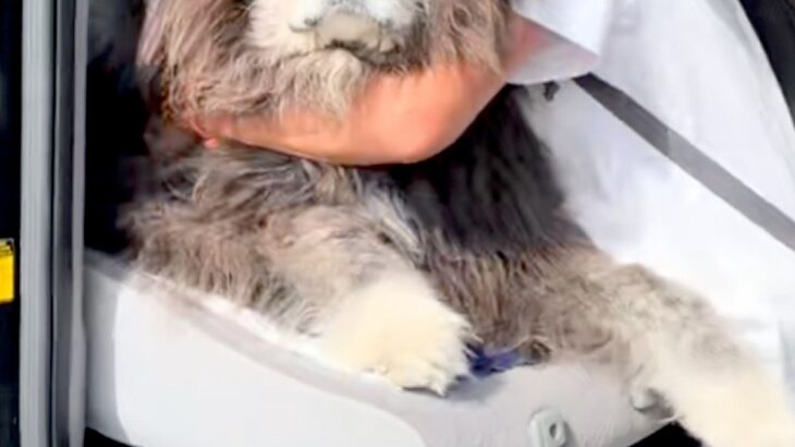 車の助手席に乗っていた秋田犬→『絶対に降りたくない』と駄々をこねて…意思が強すぎる『態度』が21万再生「貫禄すごいｗｗ」「日々筋トレ」(ブログ)