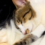 寝ている犬の上に『保護した子猫』を乗せてみた結果→『起きるかな』と思ったら…あまりにも尊い光景に反響「ほっこりして癒された」「幸せそう」(ブログ)