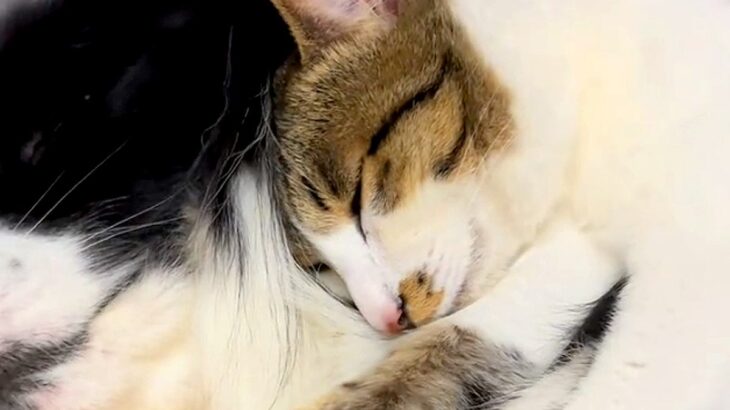 寝ている犬の上に『保護した子猫』を乗せてみた結果→『起きるかな』と思ったら…あまりにも尊い光景に反響「ほっこりして癒された」「幸せそう」(ブログ)