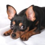 犬の前で鳴らしてはいけない『音』５選　愛犬に恐怖を与えてしまう絶対NG行為とは？(ブログ)
