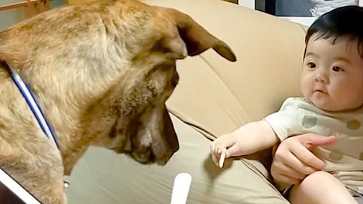 初めて赤ちゃんに近づいた『元猟犬』→『大丈夫かな』と心配していたら…愛を感じる『尊い成長記録』が63万再生「なんて優しい瞳」「素敵すぎ」(ブログ)