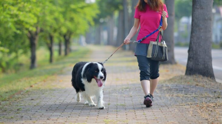 犬に絶対NGな『リードの持ち方』５選　重大な事故やケガを引き起こすタブー行為まで(ブログ)