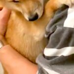 お風呂が大嫌いな犬→湯船に入れようとすると、パパに抱き着いて…守りたくなる『表情』が23万再生「困り顔がたまらん」「助けに行きたい」(ブログ)