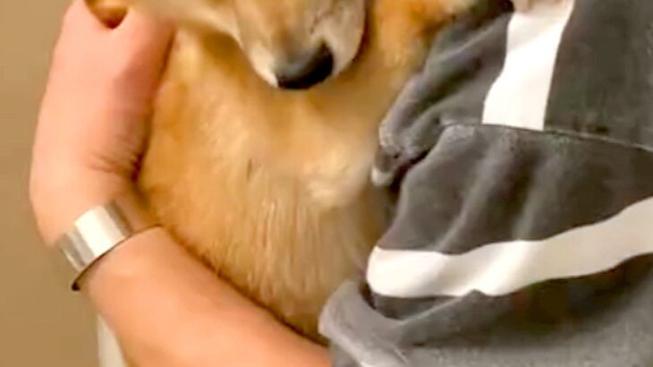 お風呂が大嫌いな犬→湯船に入れようとすると、パパに抱き着いて…守りたくなる『表情』が23万再生「困り顔がたまらん」「助けに行きたい」(ブログ)