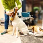 犬が『洋服を嫌がる』理由5つ　どうしても着せなければならない場合の解決策まで(ブログ)