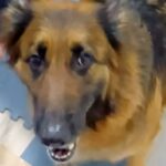 パパと散歩に行きたい犬→ママが連れて行こうとした結果…あからさま過ぎる『態度の違い』に反響「パパっ子ちゃん」「ママさんかわいそうｗ」(ブログ)