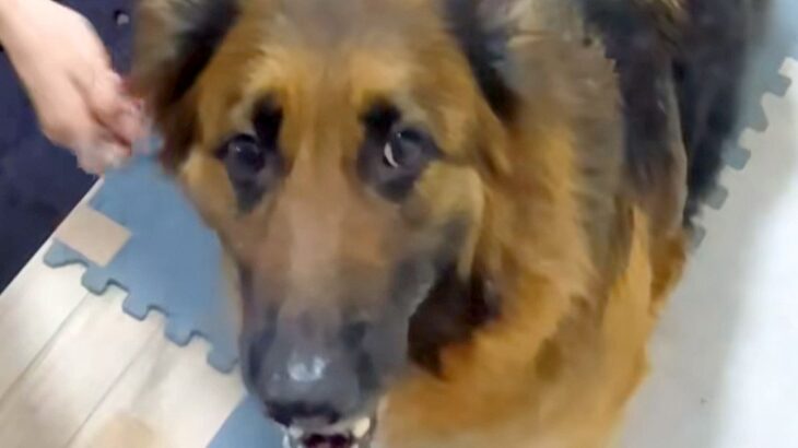 パパと散歩に行きたい犬→ママが連れて行こうとした結果…あからさま過ぎる『態度の違い』に反響「パパっ子ちゃん」「ママさんかわいそうｗ」(ブログ)