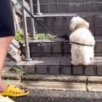 散歩中、大好きなお友達の家に立ち寄る犬→何日も待ち伏せして…まるでストーカーのような光景に反響「つきまとわれたいｗ」「健気で可愛い」(ブログ)