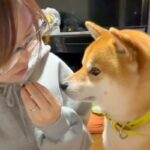 犬の前で『食べるフリ』をした後『あげるフリ』をした結果→あまりにも可愛いやり取りが14万再生「エアーおやつ」「付き合ってあげてる感ｗ」(ブログ)