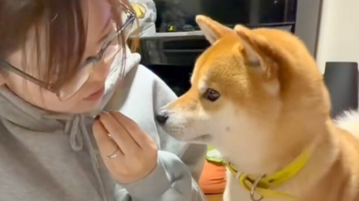 犬の前で『食べるフリ』をした後『あげるフリ』をした結果→あまりにも可愛いやり取りが14万再生「エアーおやつ」「付き合ってあげてる感ｗ」(ブログ)