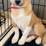 山で保護された『怯えた顔をした子犬』→飼うことを決心した結果…素敵すぎる『現在の表情』に感動「優しいお顔…」「幸せになってよかった」(ブログ)
