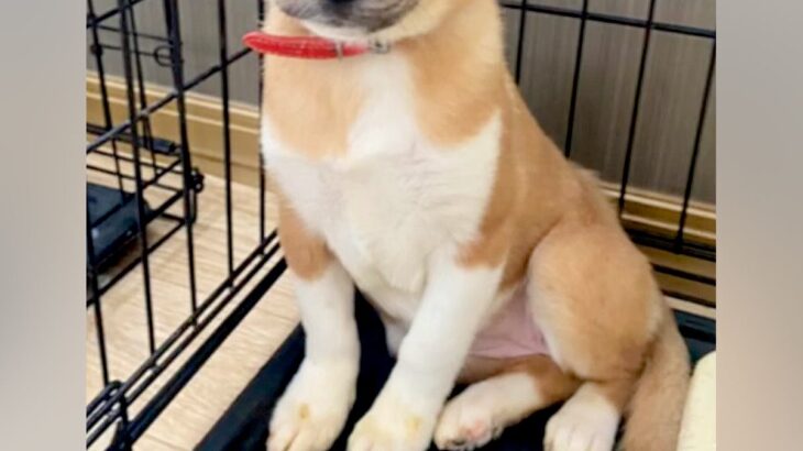 山で保護された『怯えた顔をした子犬』→飼うことを決心した結果…素敵すぎる『現在の表情』に感動「優しいお顔…」「幸せになってよかった」(ブログ)