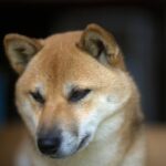 犬が『助けてほしい』ときにみせる仕草や行動５選　早急に対処が必要な危険な状態とは？(ブログ)