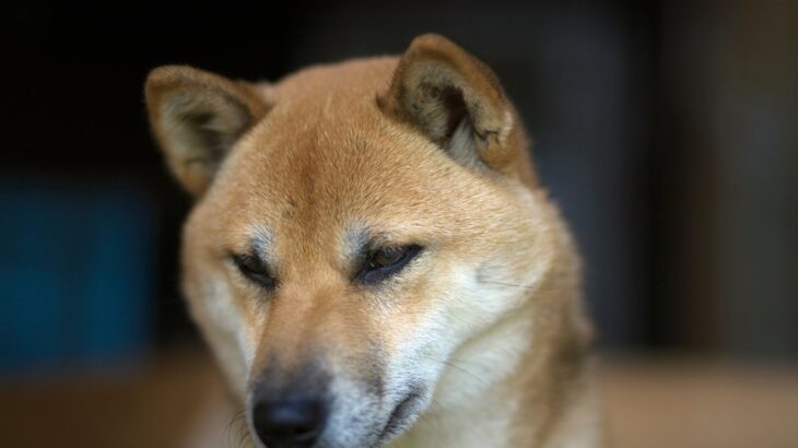 犬が『助けてほしい』ときにみせる仕草や行動５選　早急に対処が必要な危険な状態とは？(ブログ)