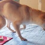お寺で放置されていた犬→お世話が難しくなり保護した結果、『余命1ヶ月』を宣告され…『壮絶な物語』に反響「涙止まらん」「少しでも穏やかに」(ブログ)