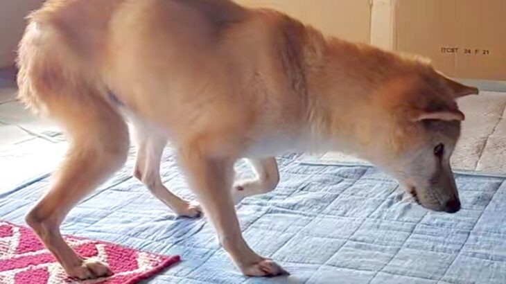 お寺で放置されていた犬→お世話が難しくなり保護した結果、『余命1ヶ月』を宣告され…『壮絶な物語』に反響「涙止まらん」「少しでも穏やかに」(ブログ)
