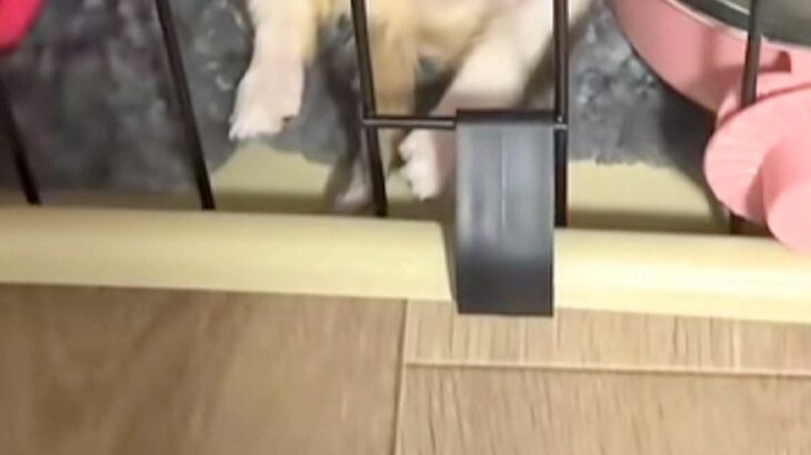『極小子犬』を飼った初日→『大丈夫かな』と不安に思っていたら…想定外だった『大物すぎる光景』が22万再生「無警戒で草」「女王様の兆しｗ」(ブログ)