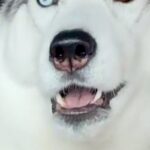 『車でお出かけ』と勘違いしている大型犬→行き先が『病院』と気付いた途端に…まさかの『表情と焦り方』に2万いいね「お喋りしてる」「声がｗ」(ブログ)