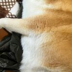 用事を済ませて帰宅→寝ていた犬が、なぜか『ダウンジャケット』を…尊くて泣ける『まさかの光景』に2万いいね「可愛い」「匂いで安心するのね」(ブログ)