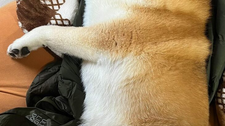 用事を済ませて帰宅→寝ていた犬が、なぜか『ダウンジャケット』を…尊くて泣ける『まさかの光景』に2万いいね「可愛い」「匂いで安心するのね」(ブログ)