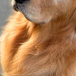 通りすがりの小学生男子が『散歩中の大型犬』を見た結果→会話が聞こえてきて…『まさかの内容』に3万いいね「半分正解ｗｗ」「顔虚無ってて草」(ブログ)