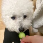 輪切りのキュウリを犬に与えてみた結果→まるで『CDプレーヤー』のような食べ方が13万表示「出てこなくなるタイプｗ」「瞬速すぎて草」と爆笑(ブログ)
