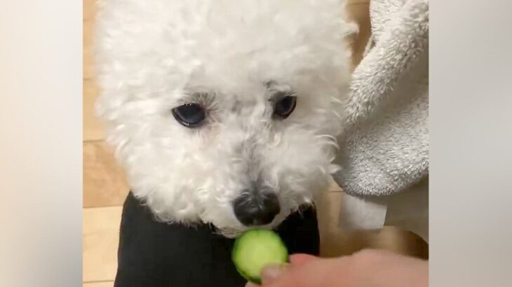 輪切りのキュウリを犬に与えてみた結果→まるで『CDプレーヤー』のような食べ方が13万表示「出てこなくなるタイプｗ」「瞬速すぎて草」と爆笑(ブログ)