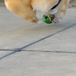 何気なく『ボール遊びをする犬』を撮影したら→思いもよらない『まさかの一枚』が11万表示「ボールそのものになってて草」「どうなってるのｗ」(ブログ)