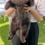 抱っこされている黒い犬→毛がモッフモフ過ぎて…『子熊にしか見えないｗｗ』まさかの光景が180万再生「思った以上で草」「ギリギリ熊ｗｗ」(ブログ)