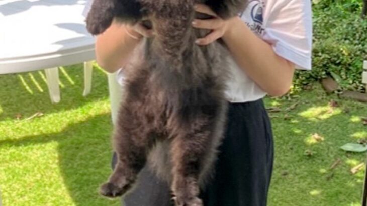 抱っこされている黒い犬→毛がモッフモフ過ぎて…『子熊にしか見えないｗｗ』まさかの光景が180万再生「思った以上で草」「ギリギリ熊ｗｗ」(ブログ)