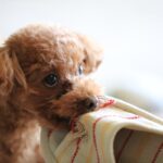 放置してはいけない『犬の問題行動』3つ　取り返しのつかないことになる前にすべき対策まで(ブログ)