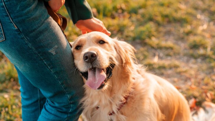 犬が『幸せ』だと思っているときにする行動５選　絶対に見逃したくないサインとは？(ブログ)