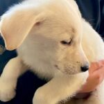 施設の隅で震えていた『人が苦手な保護子犬』を飼った結果→1年間、愛情を注ぎ続けたら…『まさかの変化』に反響「運命の出会い」「よかった」(ブログ)