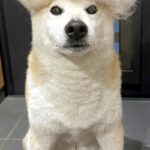 3日間、犬の抜け毛を集めた結果→頭の上に乗せてみると…「アフロｗｗ」「もう一体できそうで草」想像を超える『まさかの光景』に1万いいね(ブログ)