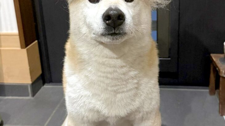 3日間、犬の抜け毛を集めた結果→頭の上に乗せてみると…「アフロｗｗ」「もう一体できそうで草」想像を超える『まさかの光景』に1万いいね(ブログ)