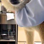 年に1度の注射を打ちに来た犬→ニコニコ笑顔だったのに、診察台に乗ると…事態に気付いた瞬間の『表情』に反響「顔がｗｗ」「頑張ってエライ」(ブログ)